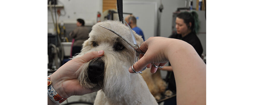The Soft-Coated Wheaten Terrier